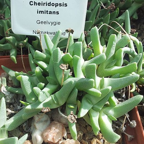 Cheiridopsis imitans unspecified picture