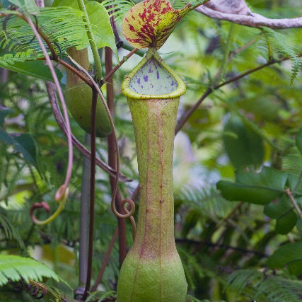 Nepenthes graciliflora unspecified picture