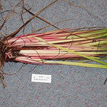 Dianella haematica unspecified picture