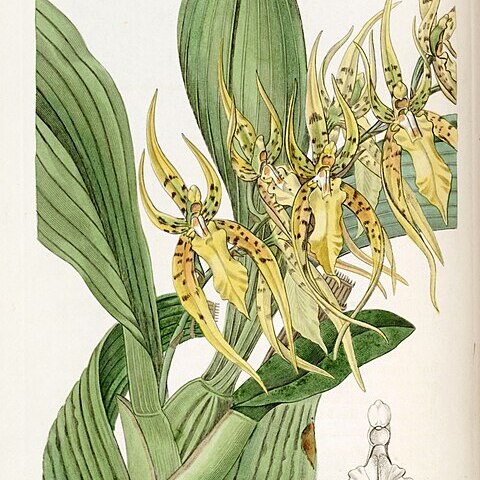 Brassia lanceana unspecified picture