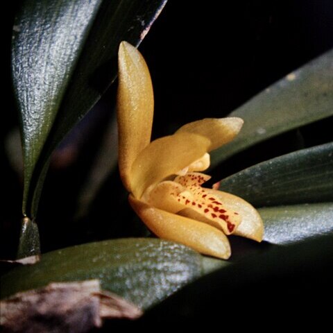 Maxillaria rufescens unspecified picture