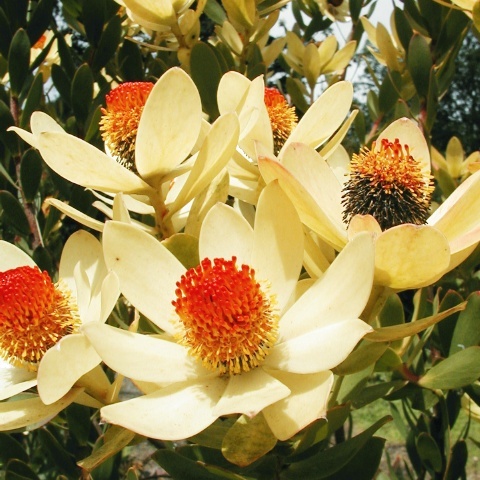 Leucadendron discolor unspecified picture