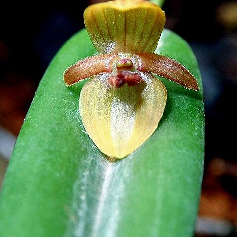 Pleurothallis tonduzii unspecified picture