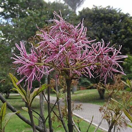 Chionanthus pubescens unspecified picture