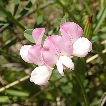 Lotus australis unspecified picture