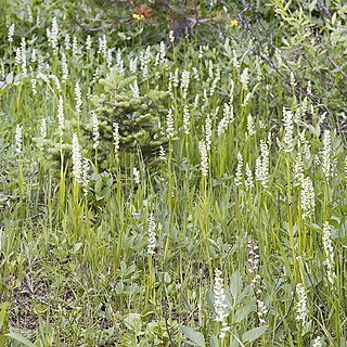 Platanthera dilatata unspecified picture