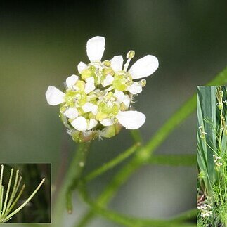 Scandix australis subsp. microcarpa unspecified picture