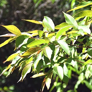 Lagerstroemia limii unspecified picture