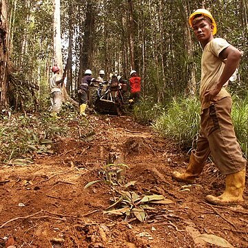 Nepenthes weda unspecified picture