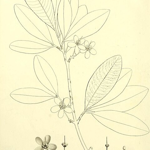 Ochna ciliata unspecified picture