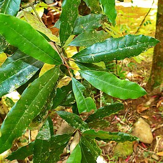 Pycnandra acuminata unspecified picture