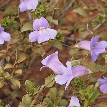 Eremophila enata unspecified picture