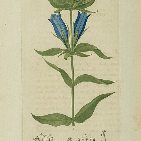 Gentiana catesbaei unspecified picture