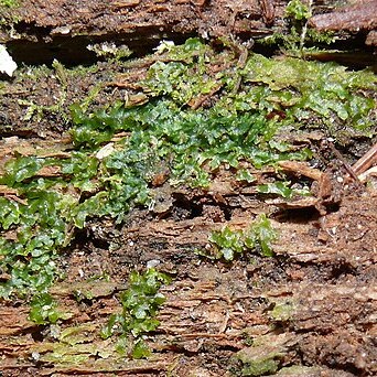 Riccardia latifrons unspecified picture