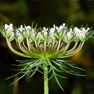 Daucus carota subsp. carota unspecified picture