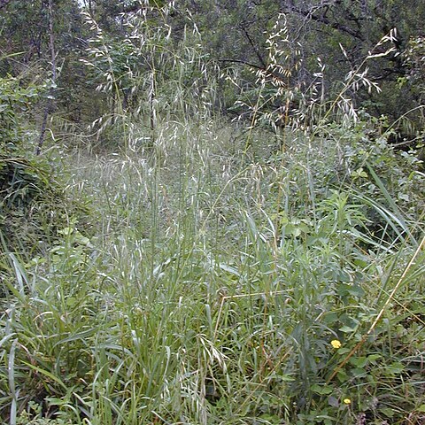 Bromus rigidus unspecified picture