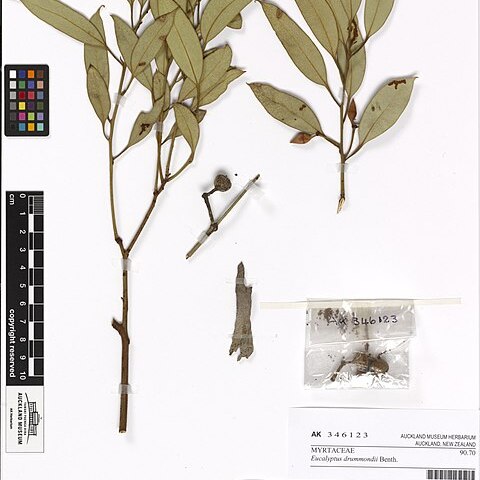 Eucalyptus drummondii unspecified picture