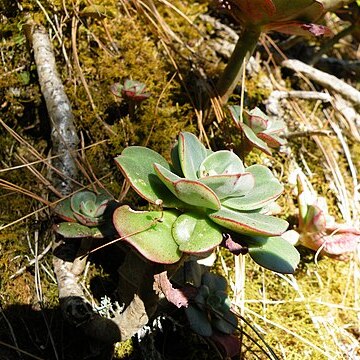 Echeveria montana unspecified picture