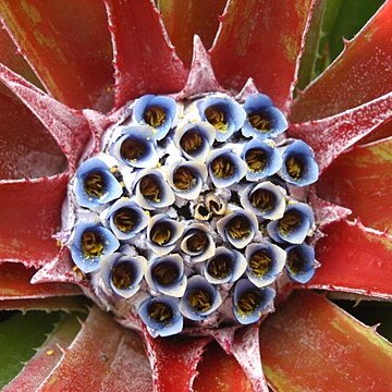 Fascicularia unspecified picture