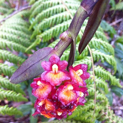 Epidendrum podocarpophilum unspecified picture