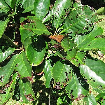 Terminalia nitens unspecified picture