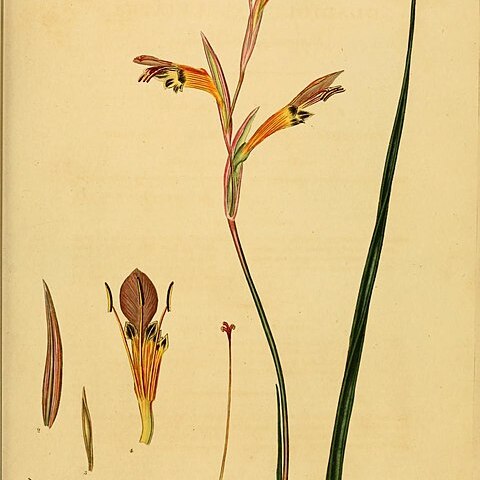 Gladiolus abbreviatus unspecified picture