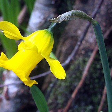 Narcissus munozii-garmendiae unspecified picture