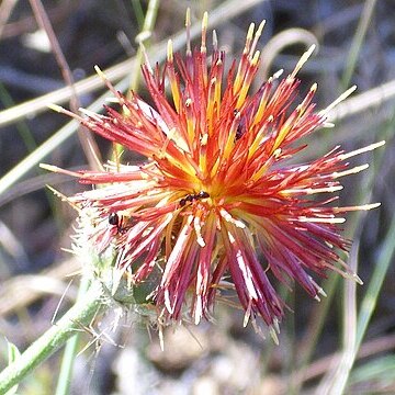 Centaurea cordubensis unspecified picture