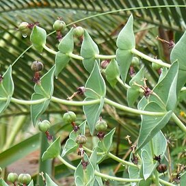 Euphorbia monteiroi unspecified picture