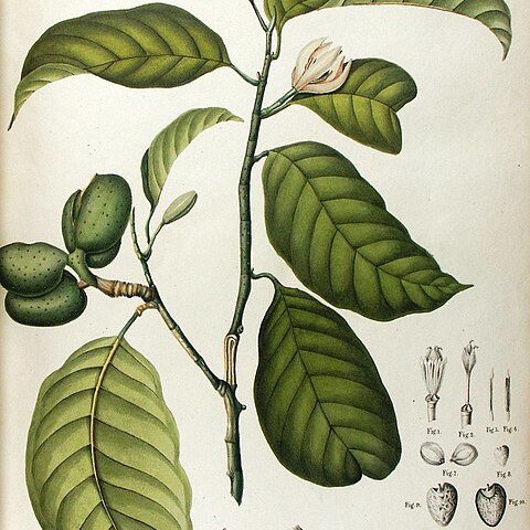 Magnolia montana unspecified picture