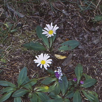 Brachyscome decipiens unspecified picture