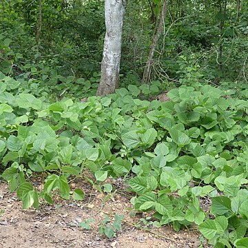 Pueraria tuberosa unspecified picture