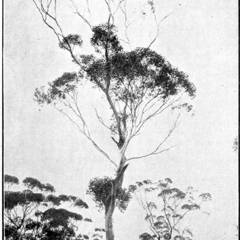 Eucalyptus griffithsii unspecified picture