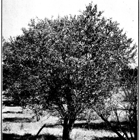 Santalum spicatum unspecified picture