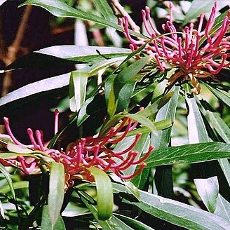 Telopea mongaensis unspecified picture