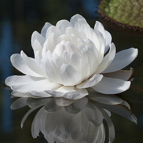 Victoria amazonica unspecified picture