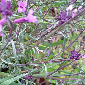 Erysimum favargeri unspecified picture