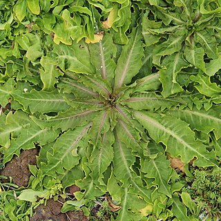 Crepis divaricata unspecified picture