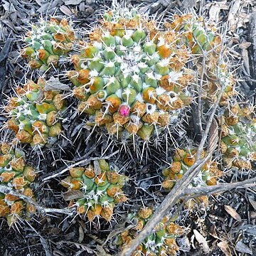 Mammillaria compressa subsp. centralifera unspecified picture