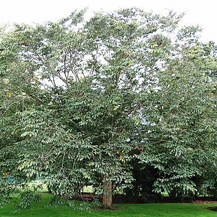 Ulmus bergmanniana unspecified picture