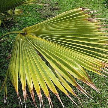 Pritchardia mitiaroana unspecified picture