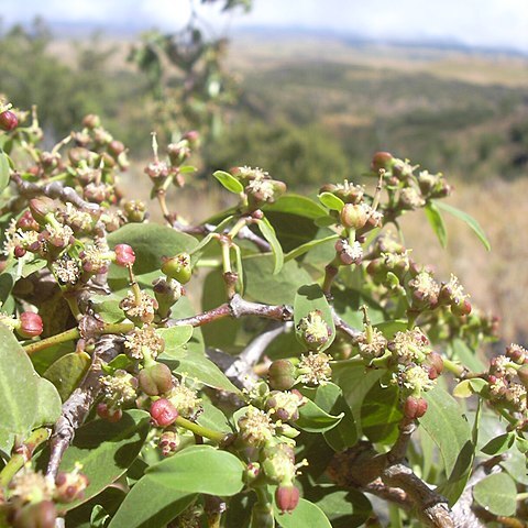 Euphorbia olowaluana unspecified picture