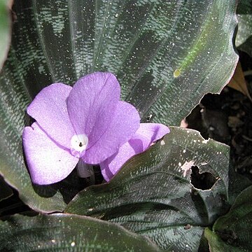 Kaempferia ovalifolia unspecified picture