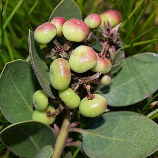 Arctostaphylos montereyensis unspecified picture