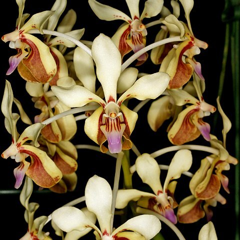 Vanda lamellata var. boxallii unspecified picture