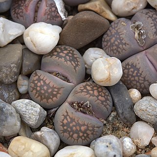 Lithops comptonii unspecified picture