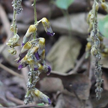 Mucuna monosperma unspecified picture