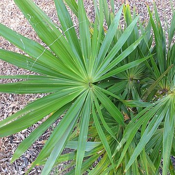 Hemithrinax compacta unspecified picture