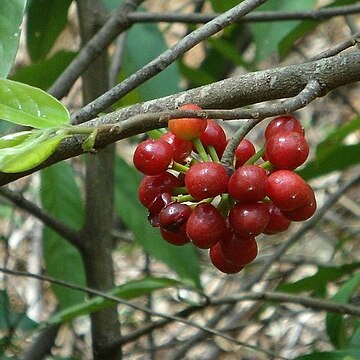 Huberantha cerasoides unspecified picture