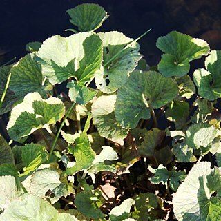 Gunnera perpensa unspecified picture